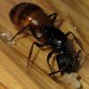 Help ID 2 Ants in Eastern Massachusetts - last post by AntsCali098