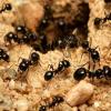 Camponotus Laevigatus Journal - last post by AntsCali123