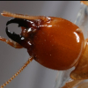 Termites at work - Macrotermes sp. - last post by ItalianTermiteMan2.0