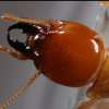 Termites, Help - last post by ItalianTermiteMan2.0