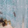 Long Island, NY, (Baldwin) Ant ID - last post by LIExotics
