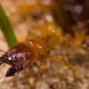 CCJ's ants - Opisthopsis (strobe ant), Melophorus, Pheidole antipodum, Polyrhachis, Myrmecia - last post by CreepysAntVibes