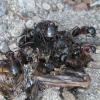 BCAntKeeper's Camponotus novaeboracensis Journal - last post by BCAntKeeper