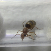 mature colony size - last post by FloridaAnts