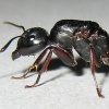 GrandAntKing's Various Ants Journal - last post by GrandAntKing