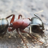 Ant species of New Brunswick, Canada - last post by kingofthephil