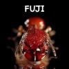 FUJI CA Myrmecocystus/Pogonomyrmex/Camponotus etc... - last post by alee129