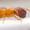Small brown queen ant - last post by Tanks