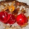 Giving ants water through o... - last post by Locness