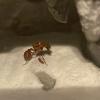 Pogonomyrmex subnitidius - last post by Nathan_Everard