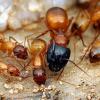 Looking for MYRMECOCYSTUS MIMICUS, NAVAJO OR MEXICALIS (Colorado) - last post by DevinTheAntKeeper