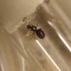 LF Ants in Bulk (Lasius neoniger, Brachymyrmex depilis, and Solenopsis molesta) - last post by Ajoe92