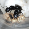 Cold Blooded Critters Ant Market - last post by ColdBloodedCritters