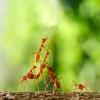 Weaver ant question - last post by Ant-nig321