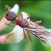 Aphaenogaster Discussion - last post by antperson24