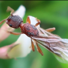 Brachymyrmex deplis accepting new queens? - last post by antperson24