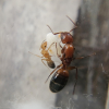 Carpenter Ants, Oak Trees... a special relationship. - last post by Flu1d