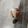 (A Beginning Antkeeper's) Journey of a Solenopsis Queen - last post by Flu1d