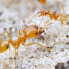 Do Camponotus even go to War? - last post by LowQualityAnts