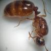 Pogonomyrmex occidentalis-- Colony members ripping weaker workers apart? - last post by QuietWind01