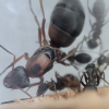 Help on Myrmecocystus Formicarium - last post by Katla