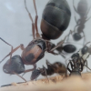 Simple Discussion about my Kept ANTS - last post by Katla