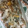 Manitobant’s 2022 acanthomyops (with pupae) - last post by BDantsalberta