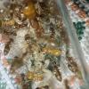 Lasius aphidicola Journal - last post by BDantsalberta