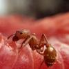 My first ants, Pogonomyrmex... - last post by Full_Frontal_Yeti