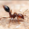 Finding ant queens in hawaii - last post by justaguy