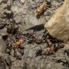 Sick aphaenogaster? - last post by Virginian_ants