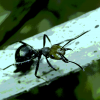 Canadian Ant Watch Thread - last post by Stubyvast