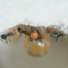 Which ants are the most messy? Which are the least messy? - last post by ChenZ