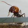 Are ants less intelligent t... - last post by Ernteameise