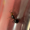 Looking for Formica integra group ants (Washington state) - last post by Antguy