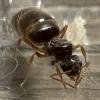 Aphaenogaster Question - last post by Voidley