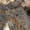 Ant ID request, Lexington, MA 8-11-16 - last post by randeee