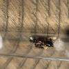 Selling Camponotus pennsylvanicus Queens - last post by AntsExpo