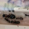 Lasius brevicornis - last post by Whitemoss