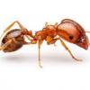 AntPerson76's Tennessee ant journal/observations - last post by AntPerson76