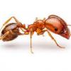 Best Species of Myrmecines - last post by AntPerson76