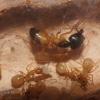 Ant nest questions. - last post by CozmoDog