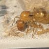 Flat Wasp? Pseudomyrmex-ish looking insect - San Diego, CA 11/19/23 - last post by 100lols