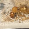 Flat Wasp? Pseudomyrmex-ish... - last post by 100lols