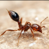 how to identify queen trap jaw ants - last post by liamsantics