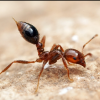 how to raise leafcutter ants - last post by liamsantics