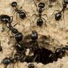 ISO - Myrmecia Sp. - in Texas - last post by raydr
