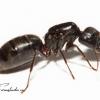 AntsRiondel ant shop, located in B.C. Canada. - last post by Aidan_formistudio