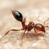 Please help ID ant St.louis Missouri - last post by Kevinkt1701