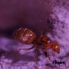 Dorymyrmex bicolor - last post by jeffpbalderston